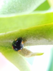 Hyperaspis ornatella