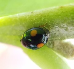 Hyperaspis ornatella