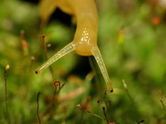 Stylommatophora