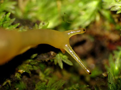 Stylommatophora