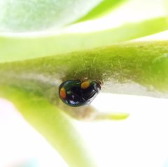 Hyperaspis ornatella