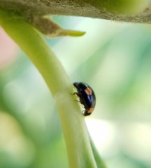 Hyperaspis ornatella