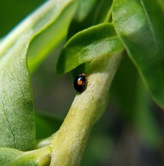Hyperaspis ornatella