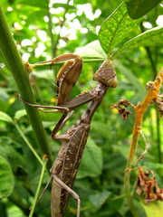 Hierodula patellifera