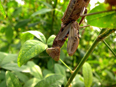 Hierodula patellifera