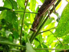 Hierodula patellifera