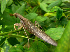 Hierodula patellifera