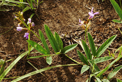 Ophrestia oblongifolia image