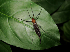 Tipulomorpha