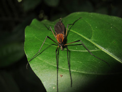 Tipulomorpha