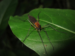 Tipulomorpha