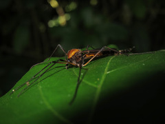 Tipulomorpha
