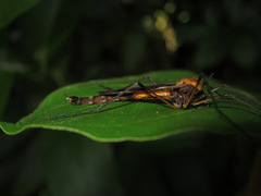 Tipulomorpha