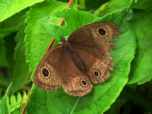 Ypthima pandocus