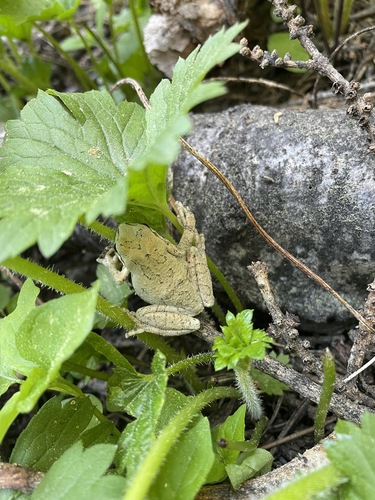 iNaturalist observation photo of Pacific chorus frog