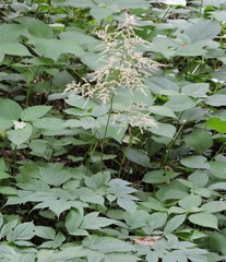 Astilbe biternata