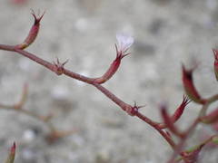 Limonium echioides