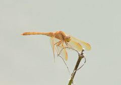 Sympetrum uniforme