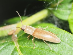 Synaptus filiformis