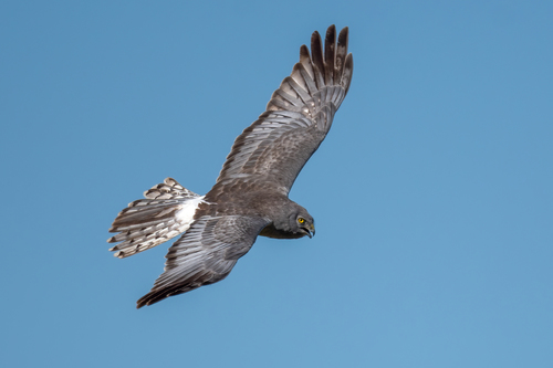 Northern Harrier, photo 2 of 8