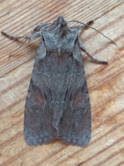 Lithophane furcifera