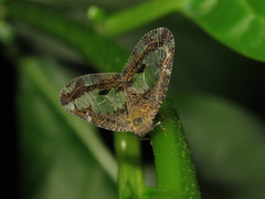 Ricanoptera fenestrata
