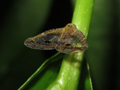 Ricanoptera fenestrata