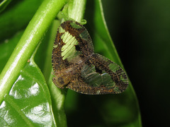 Ricanoptera fenestrata