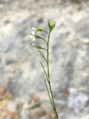 Boechera stricta