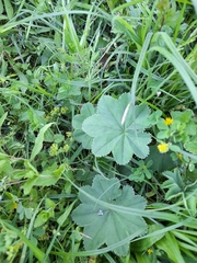 Alchemilla propinqua