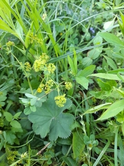 Alchemilla propinqua