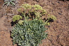 Crithmum maritimum image