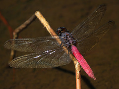 Orthetrum pruinosum