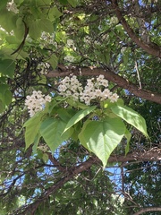 Catalpa speciosa