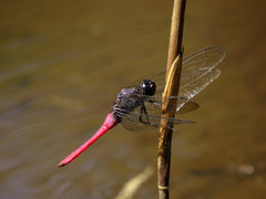Orthetrum pruinosum