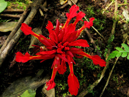 Etlingera coccinea (Etlingera coccinea)