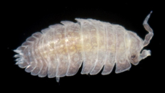 Armadilloniscus ellipticus image