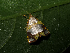 Titulcia rufimargo