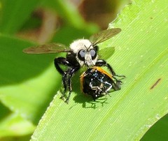 Laphria virginica