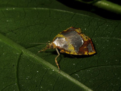 Titulcia rufimargo