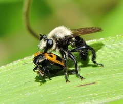 Laphria virginica
