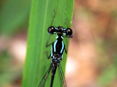Coeliccia membranipes