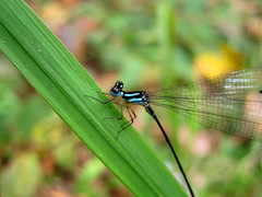 Coeliccia membranipes