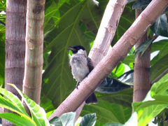 Pycnonotus aurigaster