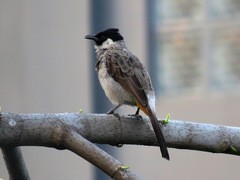 Pycnonotus aurigaster