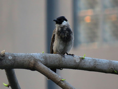 Pycnonotus aurigaster