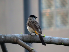 Pycnonotus aurigaster