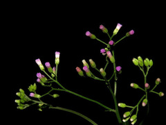 Cyanthillium cinereum