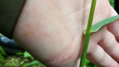 Lolium giganteum