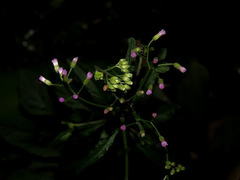 Cyanthillium cinereum